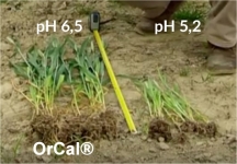 nie odkwaszanie gleby - OrCal, aktywny hydrat wapnia, od producenta