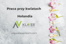 Praca w Holandii przy kwiatach – bez doświadczenia i języka!