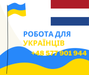 Робота в Нідерландах – Пакування квітів